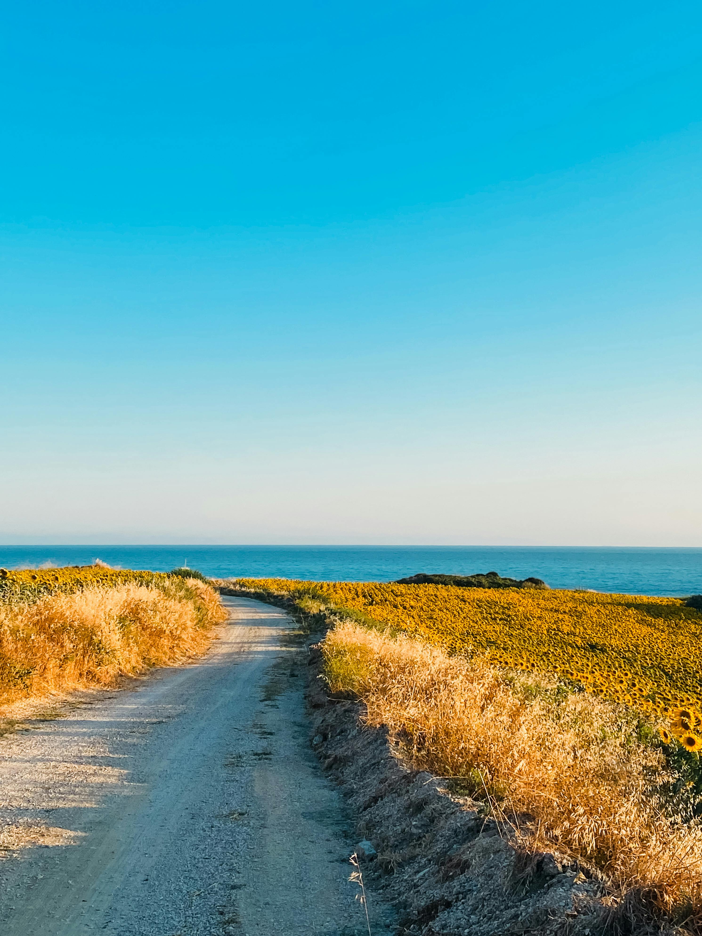 Peaceful dirt road leading through sunflower fields towards the sea under a clear sky in Karataş, Türkiye.