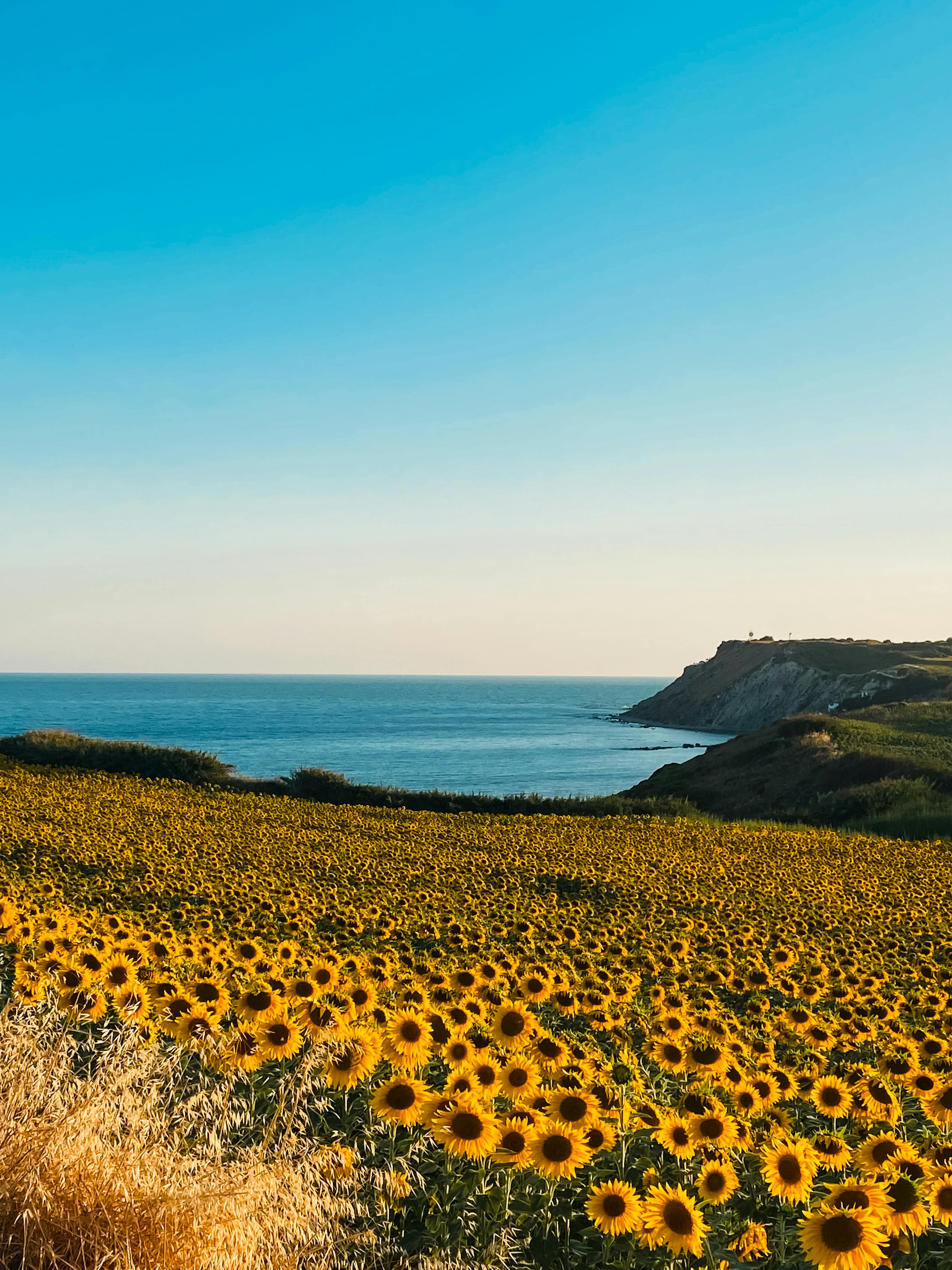 Expansive sunflower field with ocean backdrop under a clear blue sky, capturing rural tranquility.