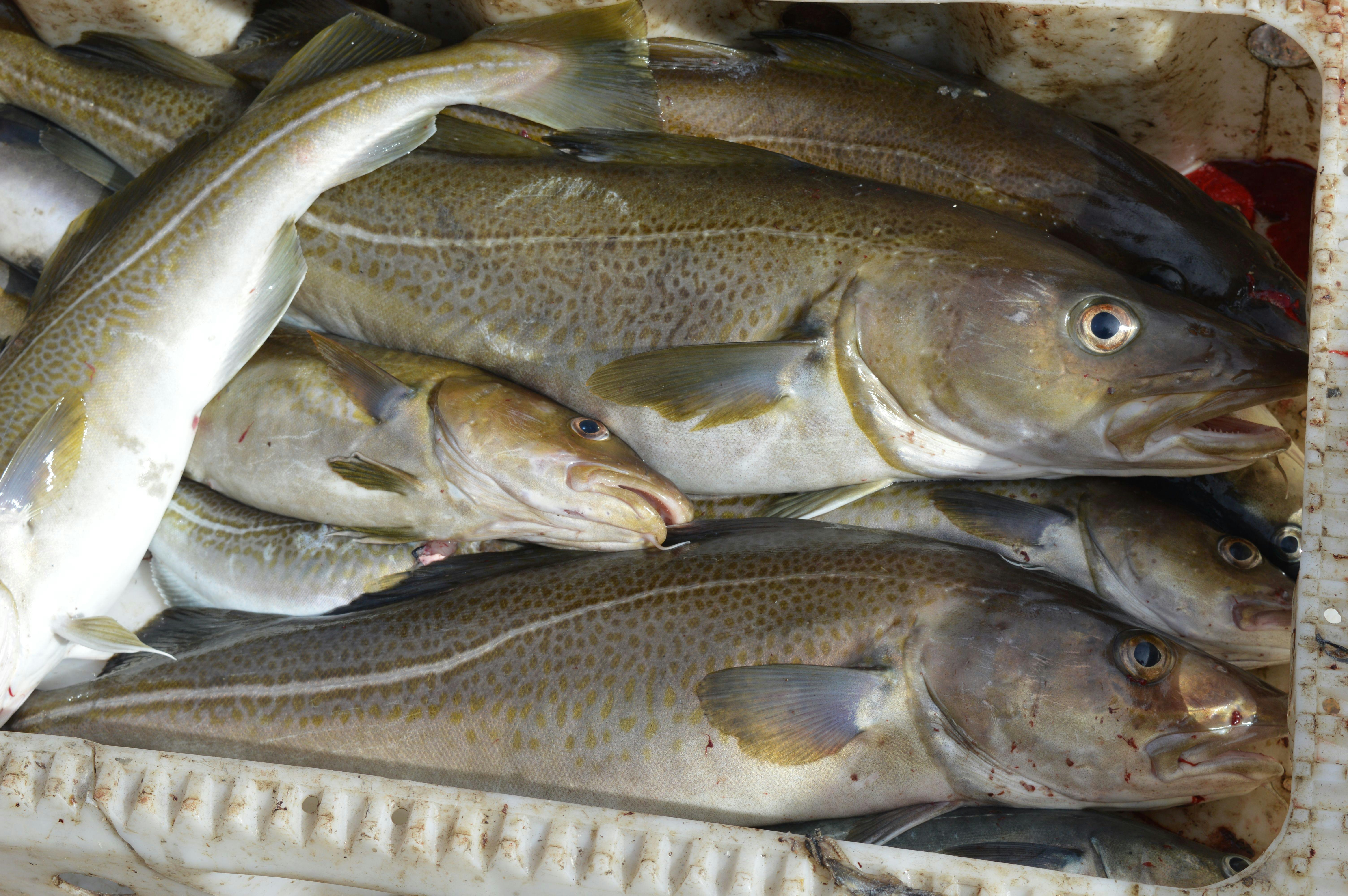 Close-up of Fish in Market