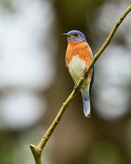 Free A close-up of an Eastern Bluebird perched on a branch showcasing its vibrant colors against a blurred background. Stock Photo