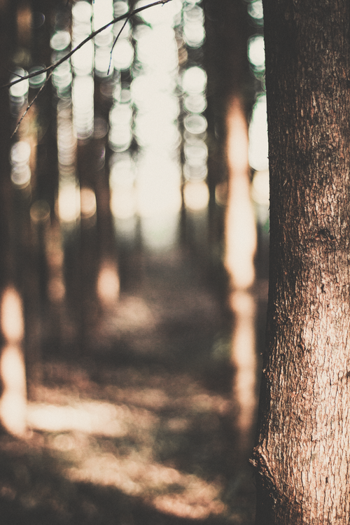 Free A sunlit forest with a focus on tree trunks and a bokeh effect in the background. Stock Photo