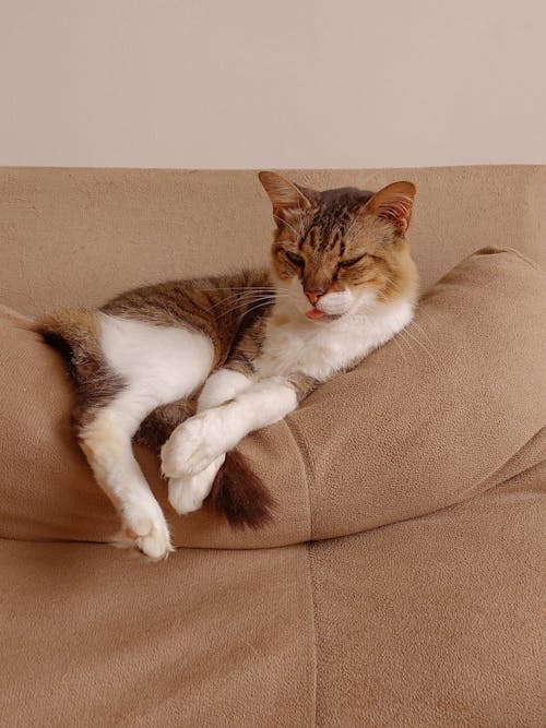 A cat laying on a couch