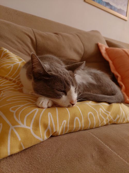 Free A peaceful gray and white cat sleeping on a comfy sofa surrounded by colorful pillows. Stock Photo