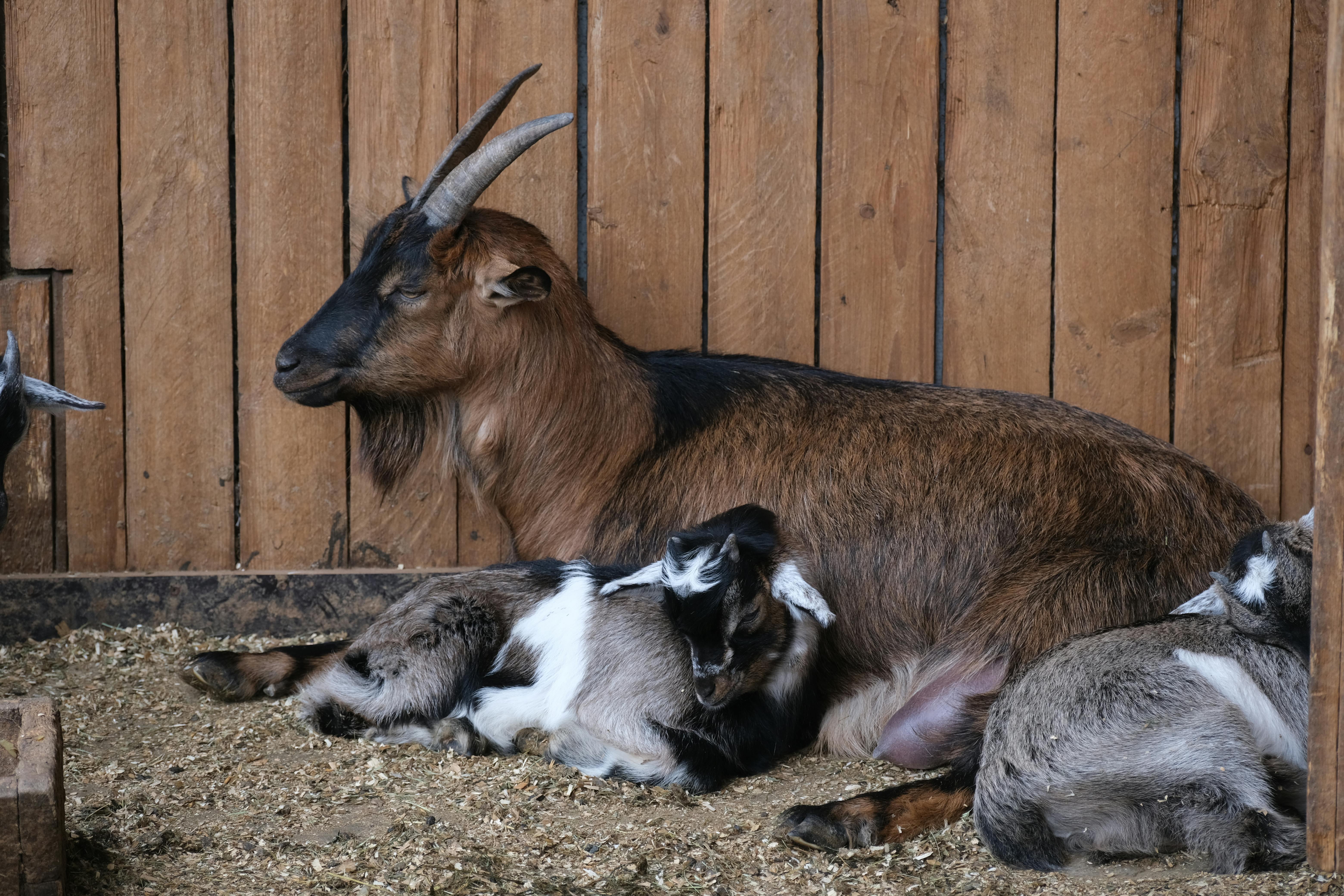 grátis Foto profissional grátis de acolhedor, agricultura, animal com chifres Foto profissional