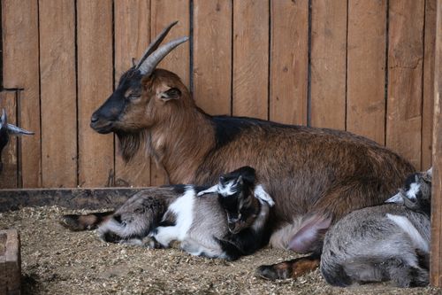 Free Goats relaxing inside a wooden barn in a tranquil rural environment. Stock Photo