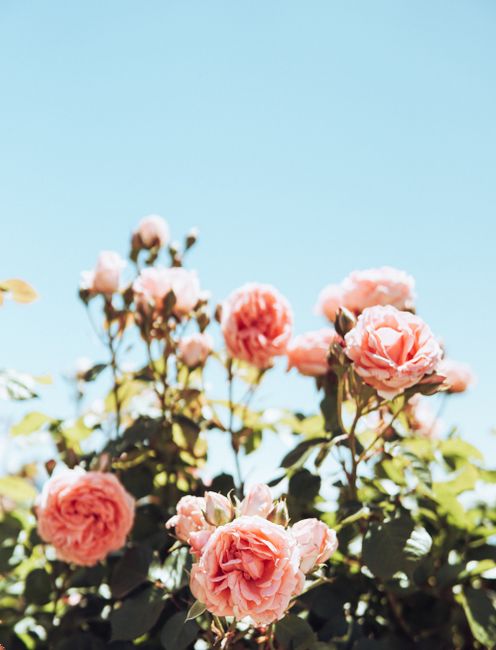 Vibrant pink roses blooming outdoors under a clear blue sky, symbolizing romance and summer beauty.
