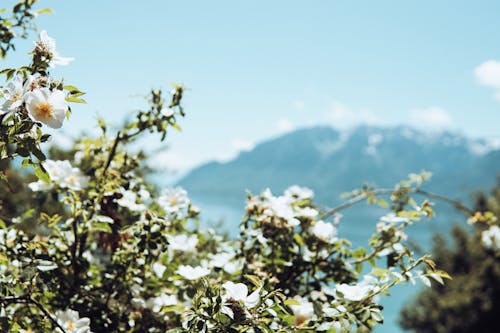 Flores De Cerejeira Brancas