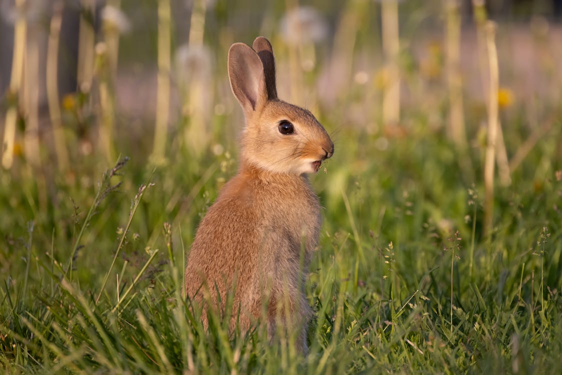 Rabbit on Meadow · Free Stock Photo