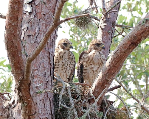 Free stock photo of birds, juvenile red shouldered hawks, nature