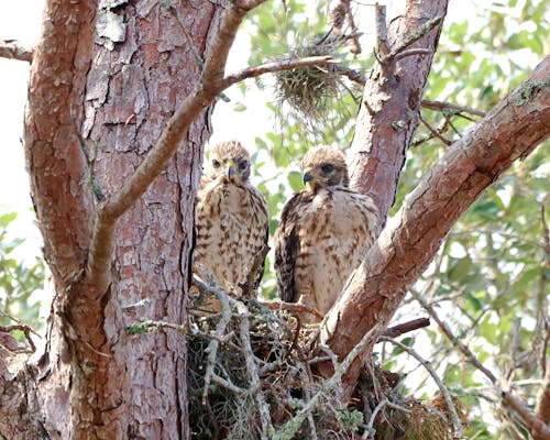 Free stock photo of birds, juvenile red shouldered hawks, nature