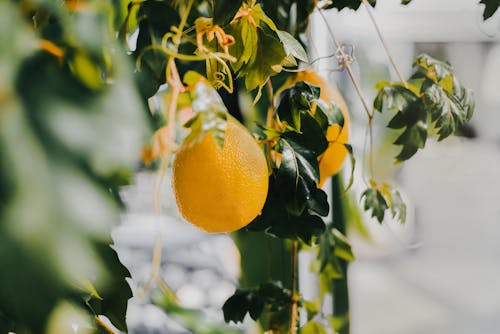 Ingyenes stockfotó citrom, citromfa témában