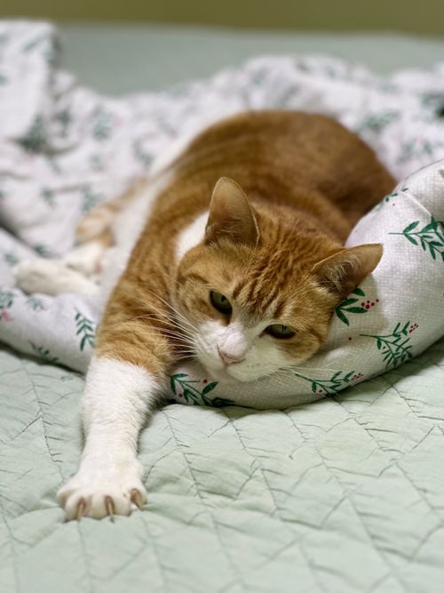 Free Cute orange and white cat lying comfortably on a patterned duvet indoors. Stock Photo