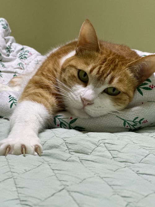 Free A ginger cat lying comfortably on a patterned bed, extending its paw. Stock Photo