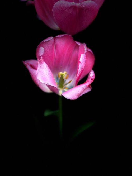 Free A beautiful pink tulip illuminated against a dark background, showing intricate petal details. Stock Photo