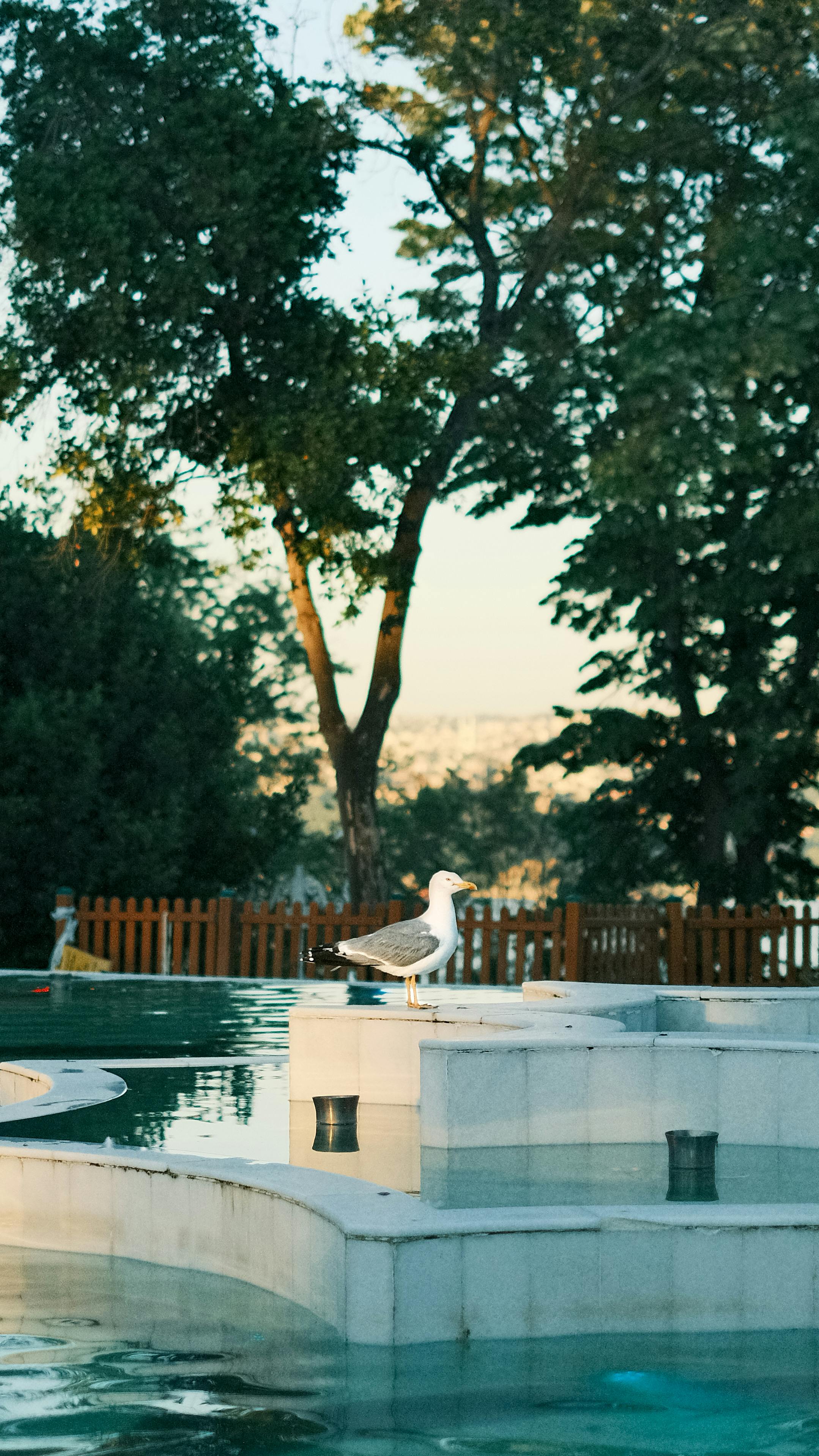 A seagull perched on a fountain surrounded by trees in a tranquil park setting during summer.