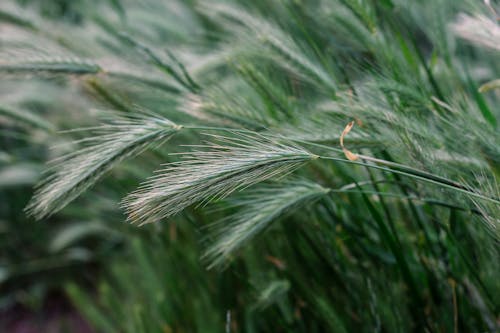 A close up of a field of wheat