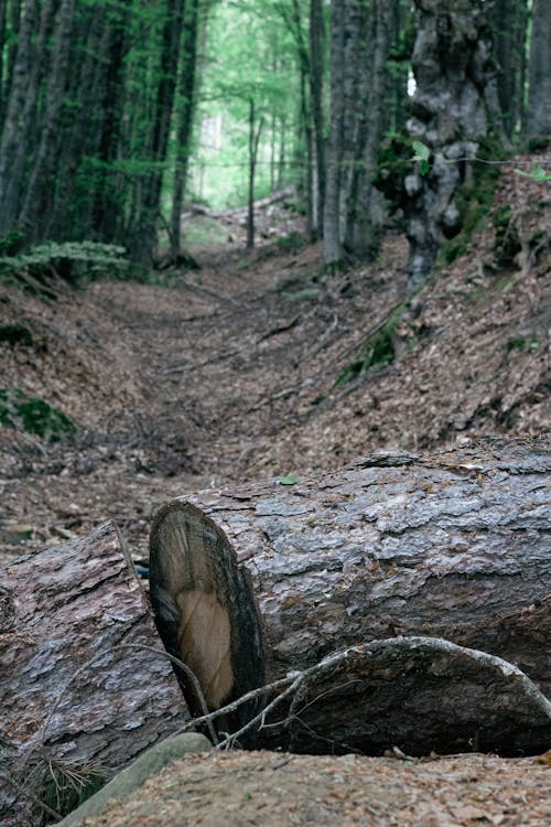 A tree stump in the middle of a forest