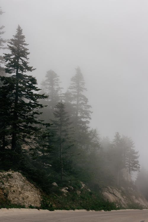 A foggy road with pine trees on it