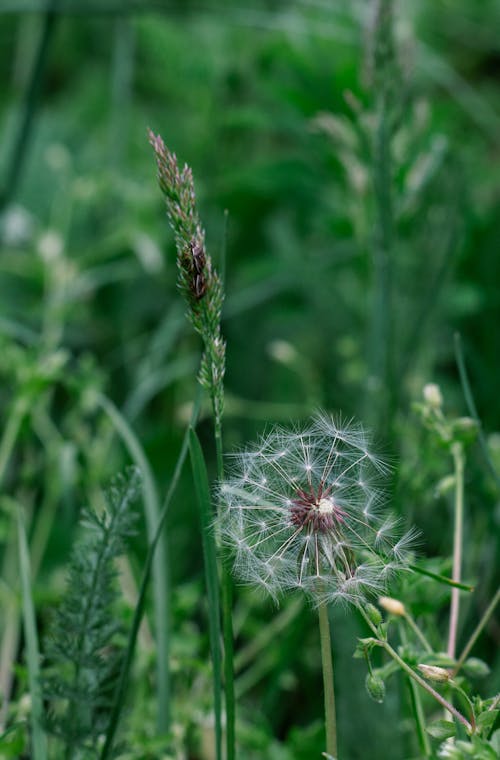 A dandelion is growing in the grass