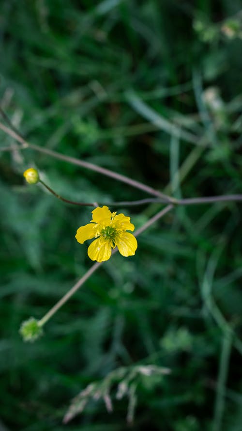 A small yellow flower is growing on a stem