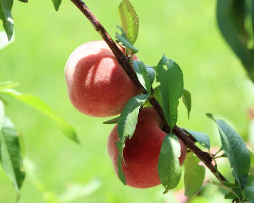 Free stock photo of peaches