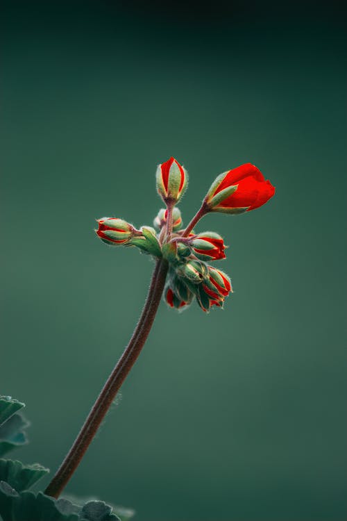 A single red flower on a stem with green background