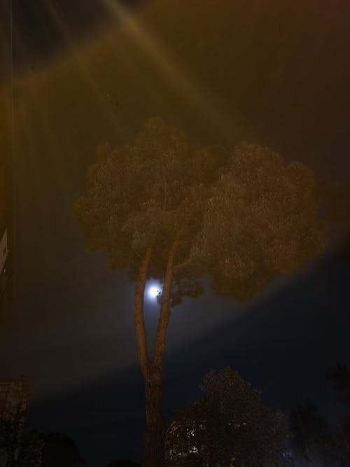 달의 위상, 밤의 무료 스톡 사진