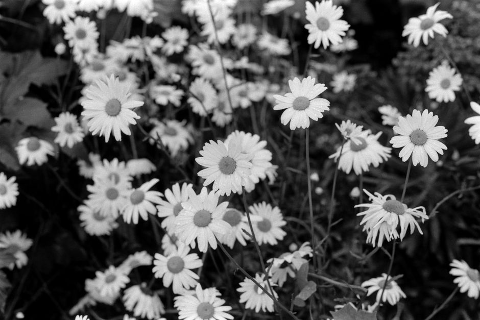 A serene black and white image of daisies in full bloom on a summer day.