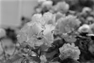 Close-up of Wet Flowers