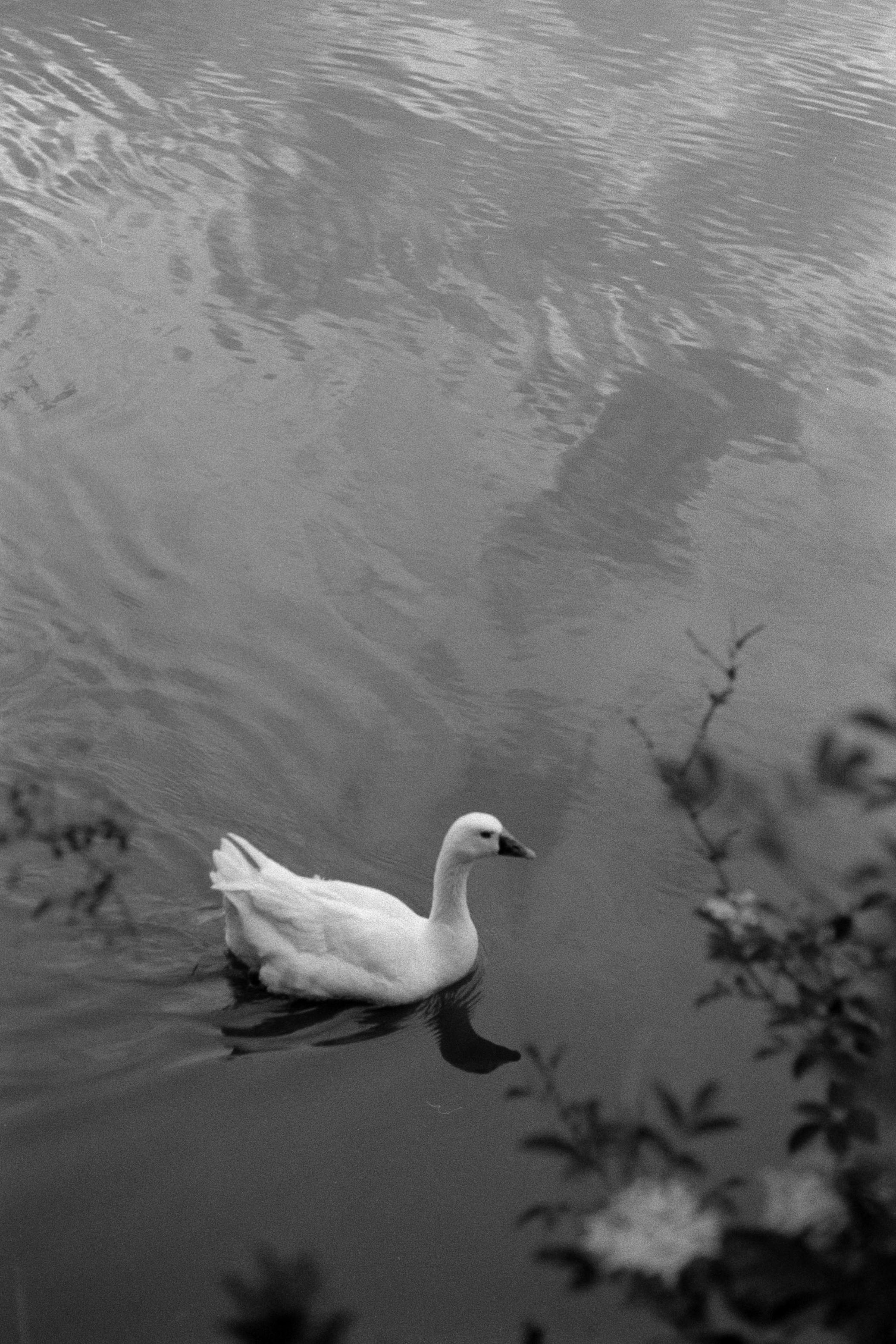 A serene black and white photo of a swan on a calm lake, capturing the essence of peace and elegance.