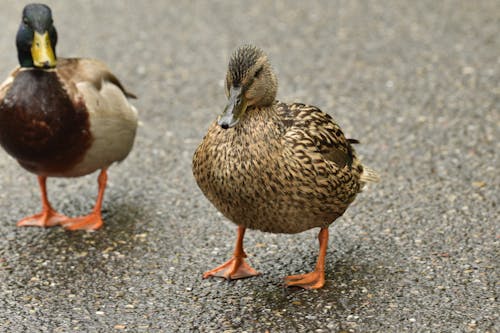 Kostenloses Stock Foto zu ente, erpel