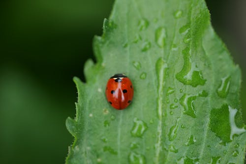 Immagine gratuita di animale, bagnato, coccinella