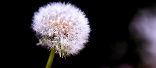 Immagine gratuita di dente di leone, dente di leone comune, fiori che sbocciano