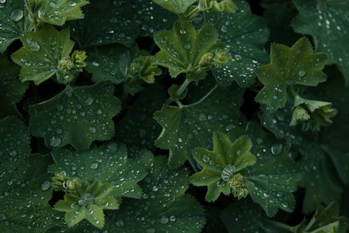 Foto d'estoc gratuïta de alchemilla, fons verd, fulles verdes