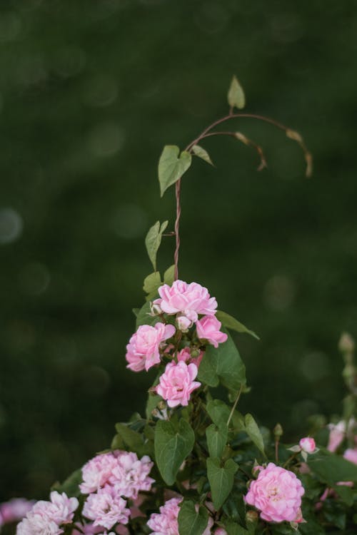A pink rose bush with green leaves and green grass