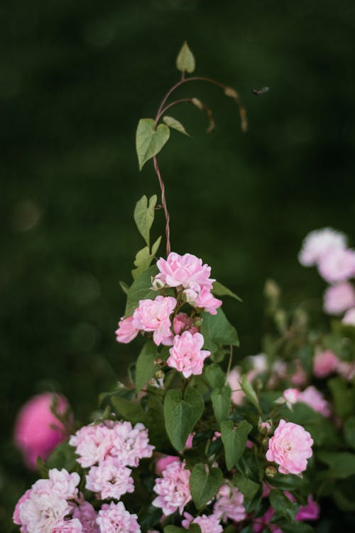 A pink and white flower with green leaves