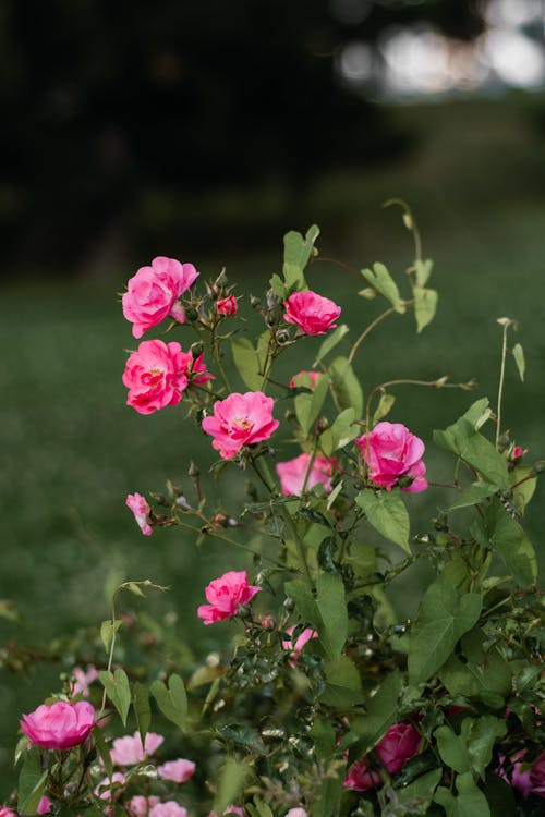 Pink roses in a field with green grass