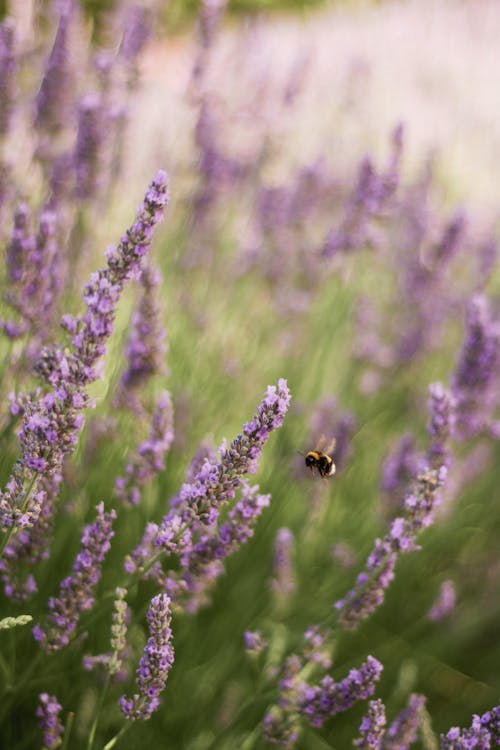 A bee flies over lavender flowers in a field