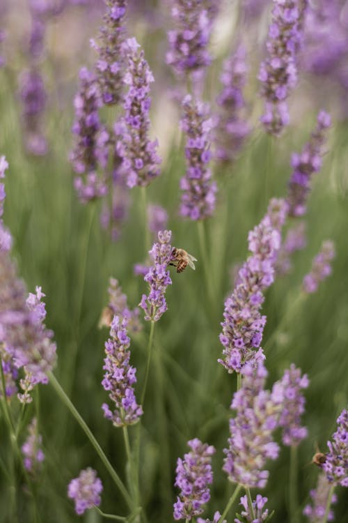 A bee is sitting on a lavender plant