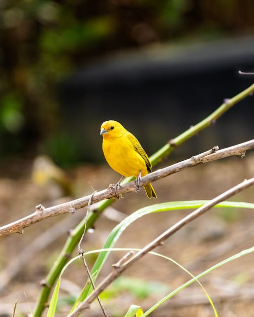 A yellow bird sitting on a branch in the wild