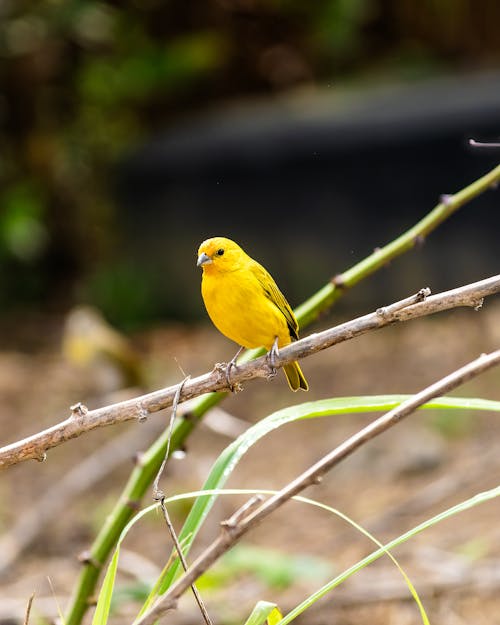 Immagine gratuita di animale, becco, birdwatching