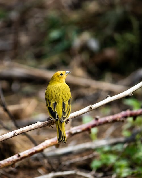 A yellow bird perched on a branch in the woods