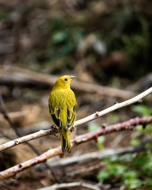Free Saffron Finch captured in its natural habitat, showcasing vibrant plumage and serene nature setting. Stock Photo