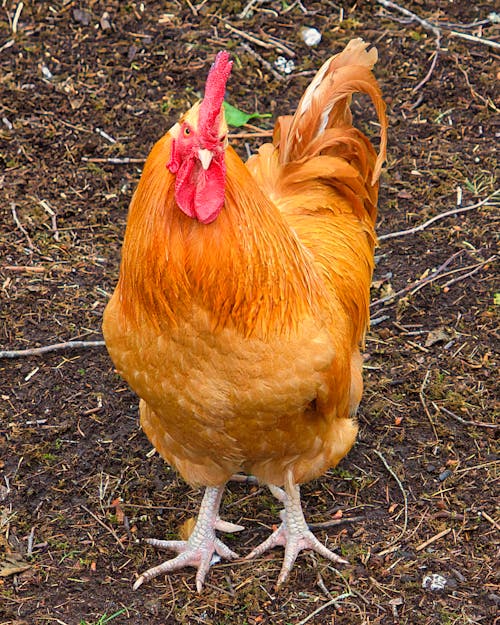 Immagine gratuita di gallo, pollame, pollo