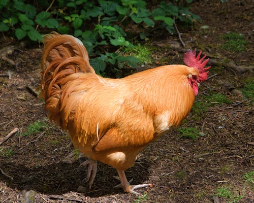 Immagine gratuita di gallo, pollame, pollo