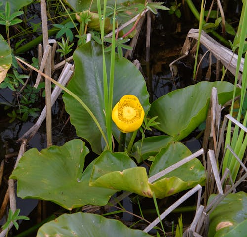 Kostenloses Stock Foto zu seerosen, seerosenblatt blume