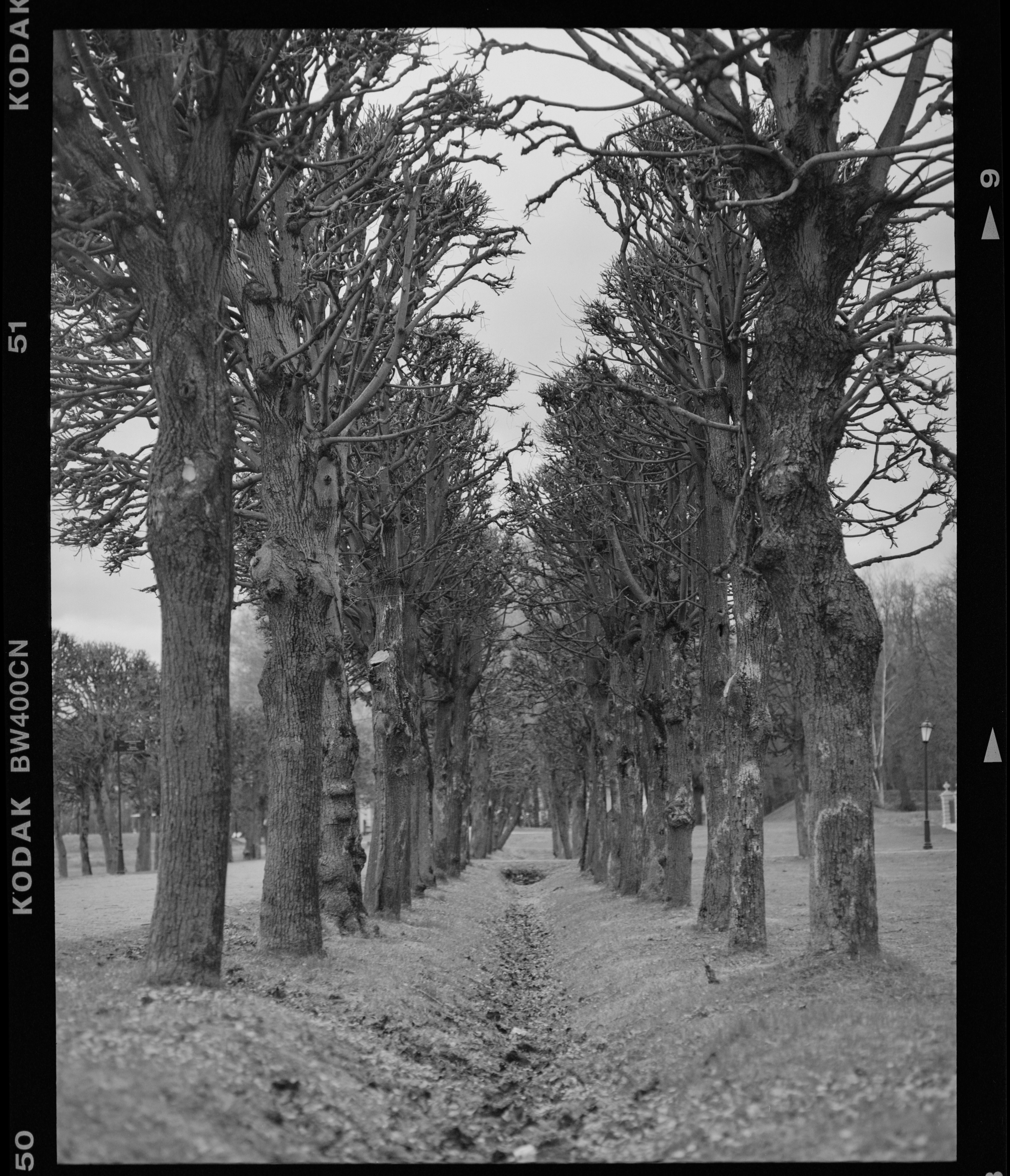 Black and white photo of trees in a park during autumn with a moody atmosphere.