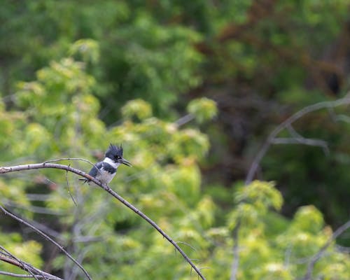 긴, 깃털, 나무의 무료 스톡 사진