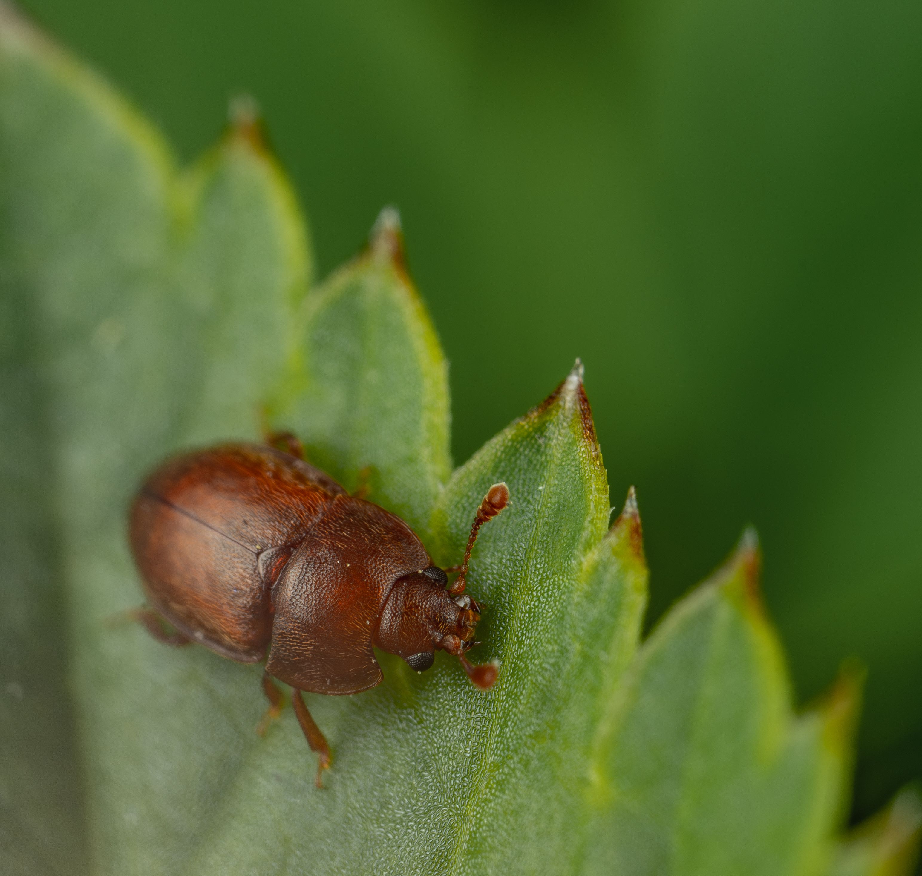 Detailed shot of a brown beetle resting on a green leaf in nature.