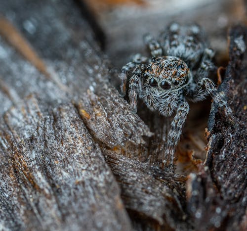 거미, 거미류, 겁먹은의 무료 스톡 사진